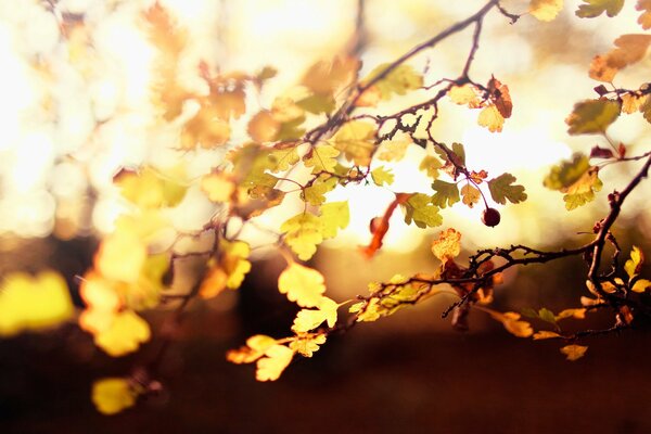 Autumn light through leaves and berries