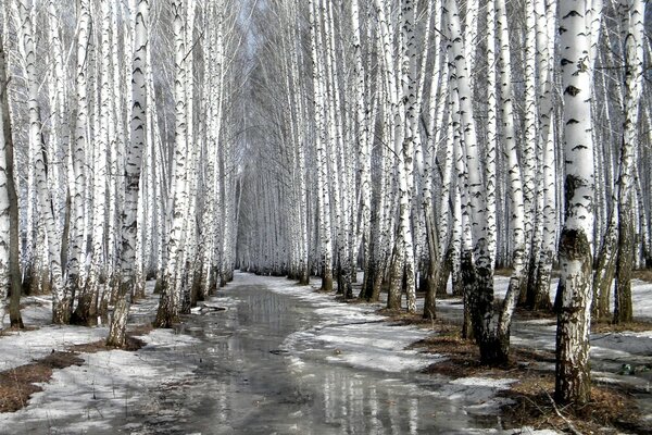 Bosque de abedul de primavera