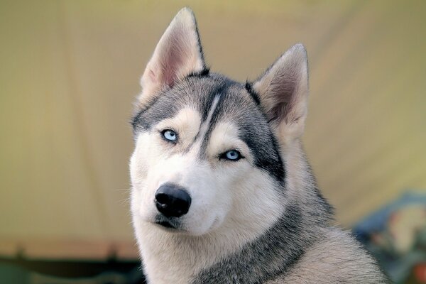 Husky z niebieskimi oczami zbliżenie