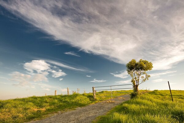 Fence and tree. Clouds and the field