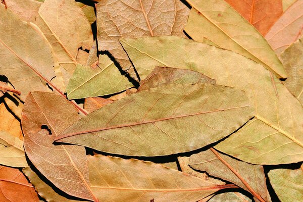 Hoja de laurel en el fondo