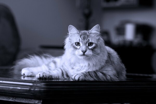 Gatto siberiano di razza sdraiato sul tavolo