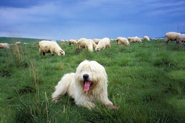 Berger Polonais garde les moutons dans la Prairie