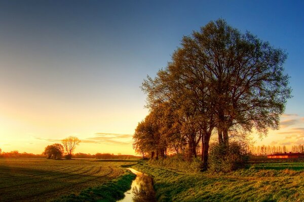 Frühmorgens Bäume im Feld