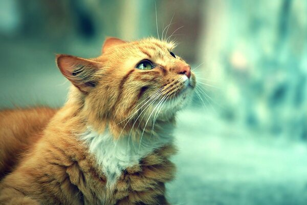 A cat with red eyes looks up