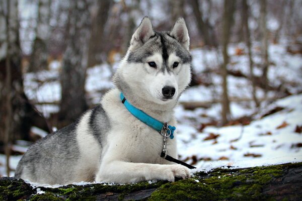 Husky ADULTO sulla neve nella foresta