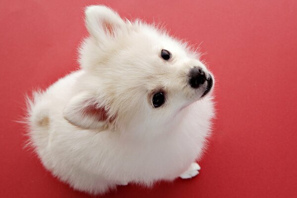 Chiot blanc mignon sur fond rouge