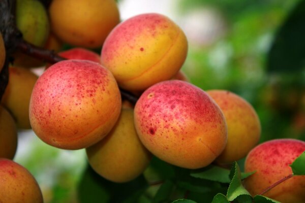 Abricots mûrs sur une branche avec des feuilles