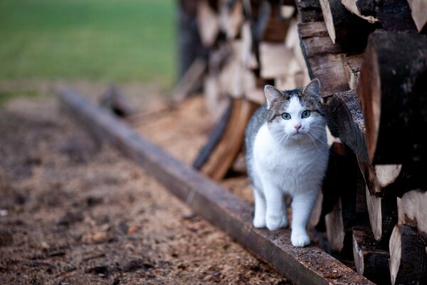 Gatto in tronchi con sfondo sfocato