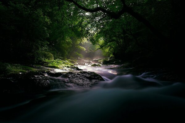 Rivière sombre à travers la vieille forêt