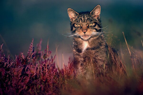 Waldkatze auf einem Wiesengras Hintergrund am Abend