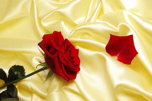 Red luxurious rose on silk