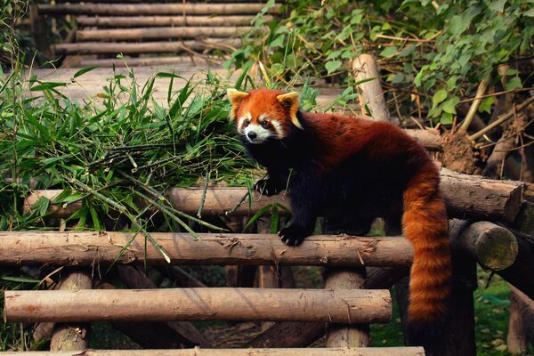 Piękna czerwona panda na kłody