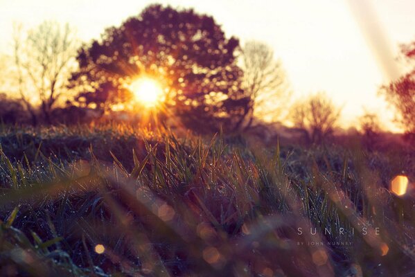 Morgentau auf frischem Gras