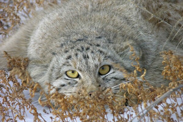 Der schöne Manul versteckte sich im Schnee