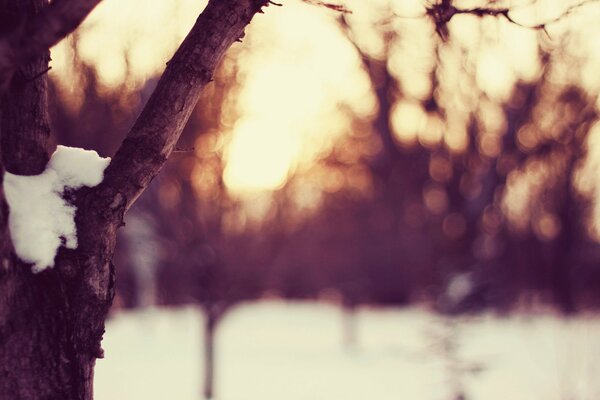 Puesta de sol en invierno cerca de un árbol