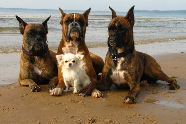 Four dogs on a beach walk