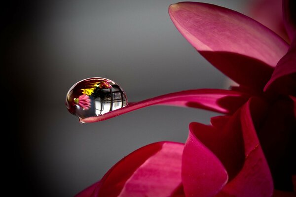 Tautropfen auf einem Blumenblatt hautnah