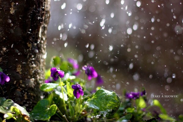 Flores moradas en el clima lluvioso