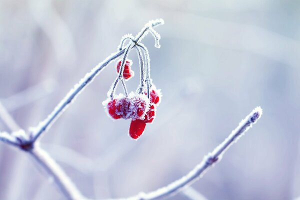 Macro extraordinary nature in winter