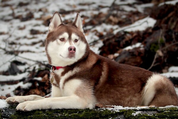 Husky dans la forêt d hiver