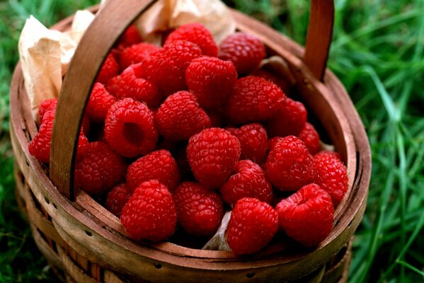 Raspberries in a basket from grandma s garden