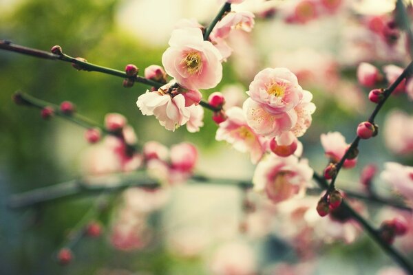 Bourgeons sur les branches dans la nature estivale