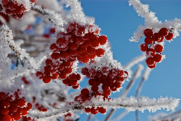 Winter mountain ash covered with snow