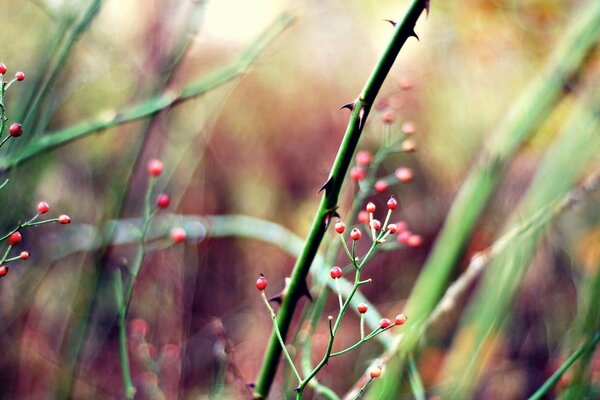 Rote Beeren. Makroaufnahme