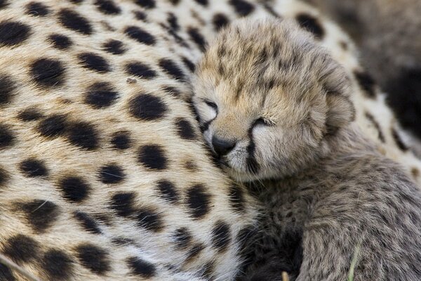 Merveille de la nature Cubs guépard