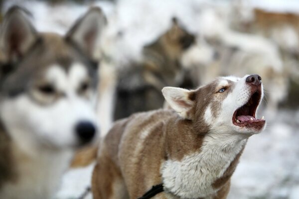 Give the dogs to each other