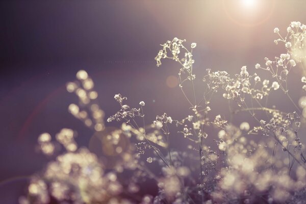 Trockenblüte in der Sonne. Makroaufnahme