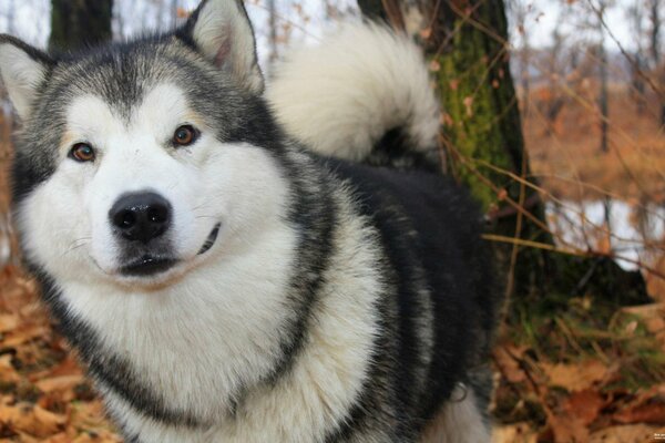 Dorosły Husky zbliżenie w lesie