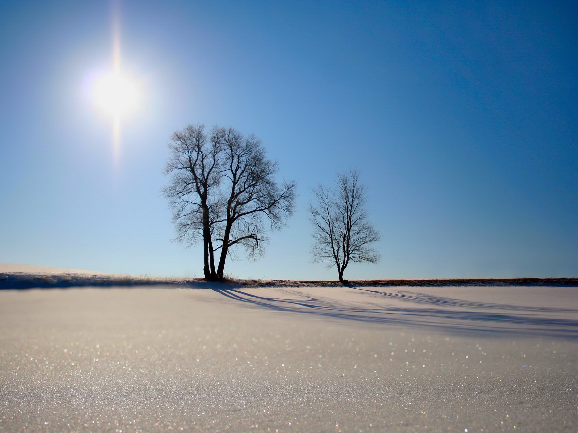 arbres sable soleil