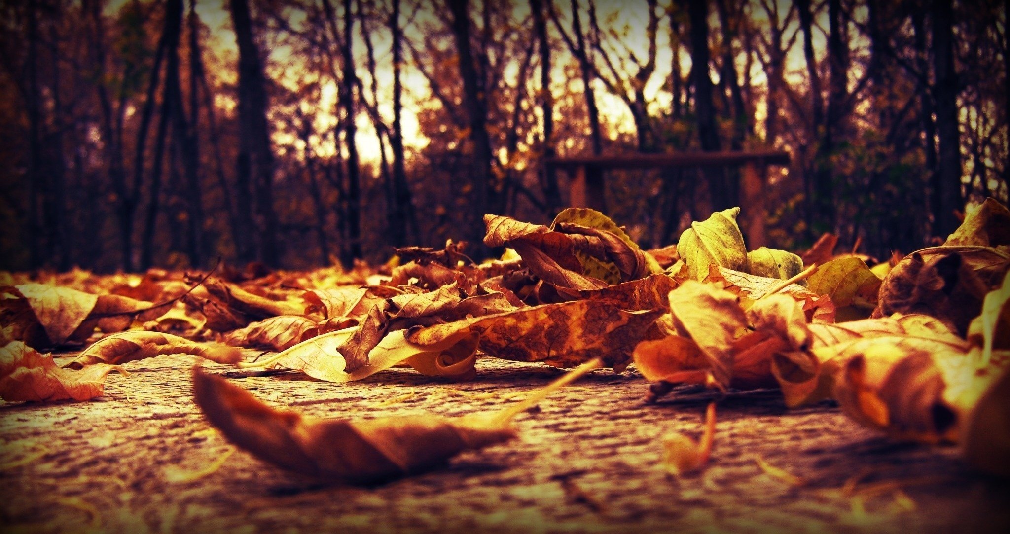 autunno macro foglie