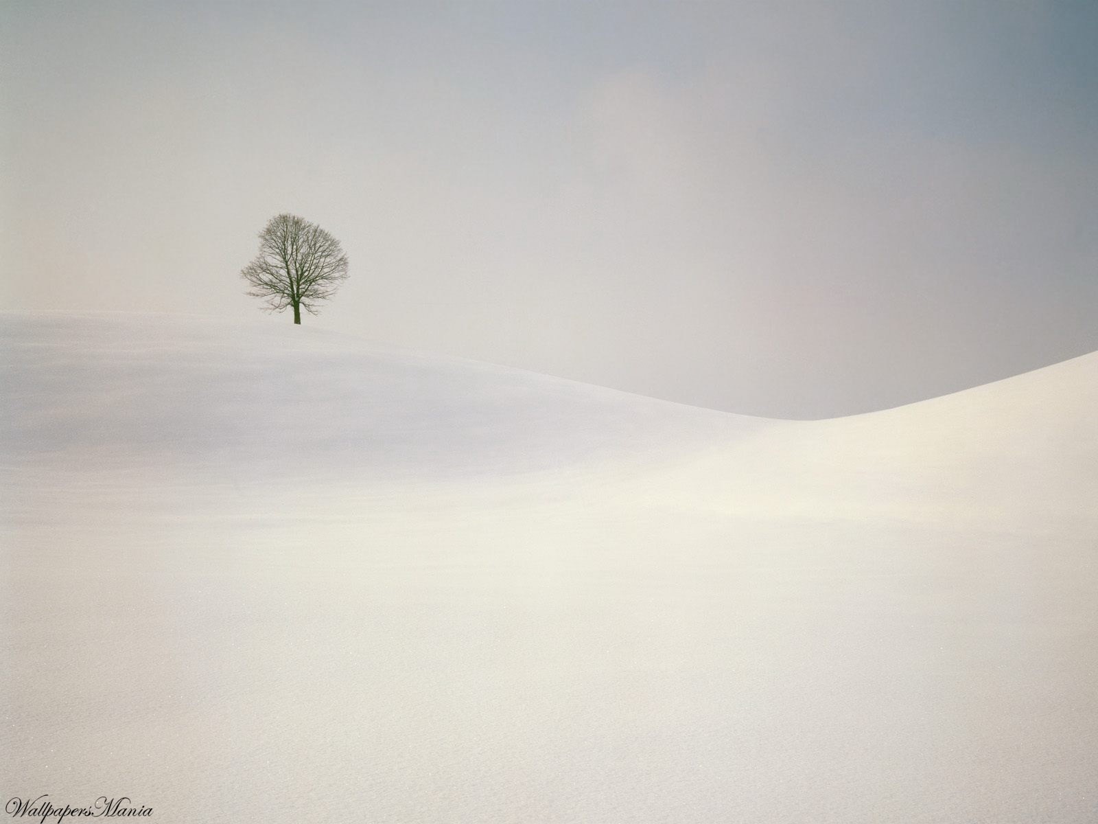 minimalism tree hill