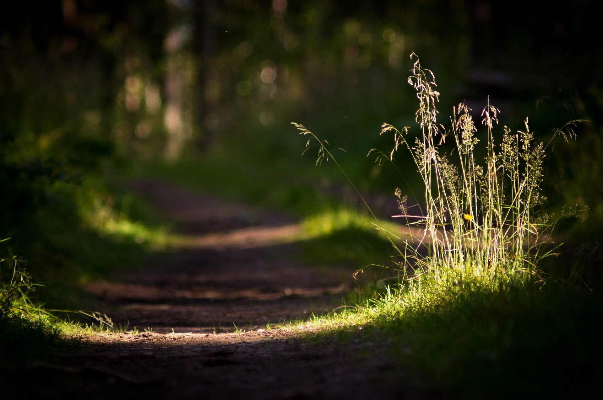 trawa natura makro droga światło