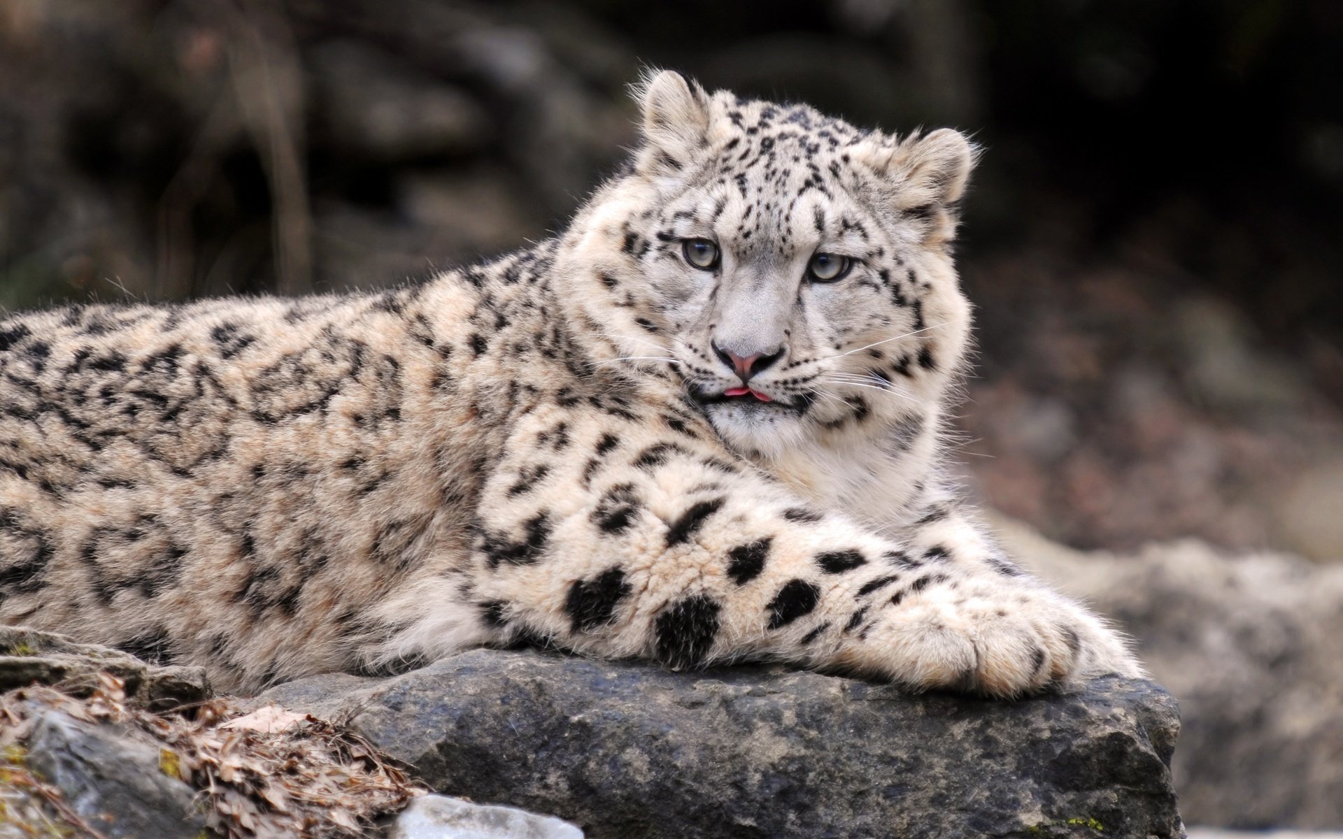 schneeleopard irbis leopard