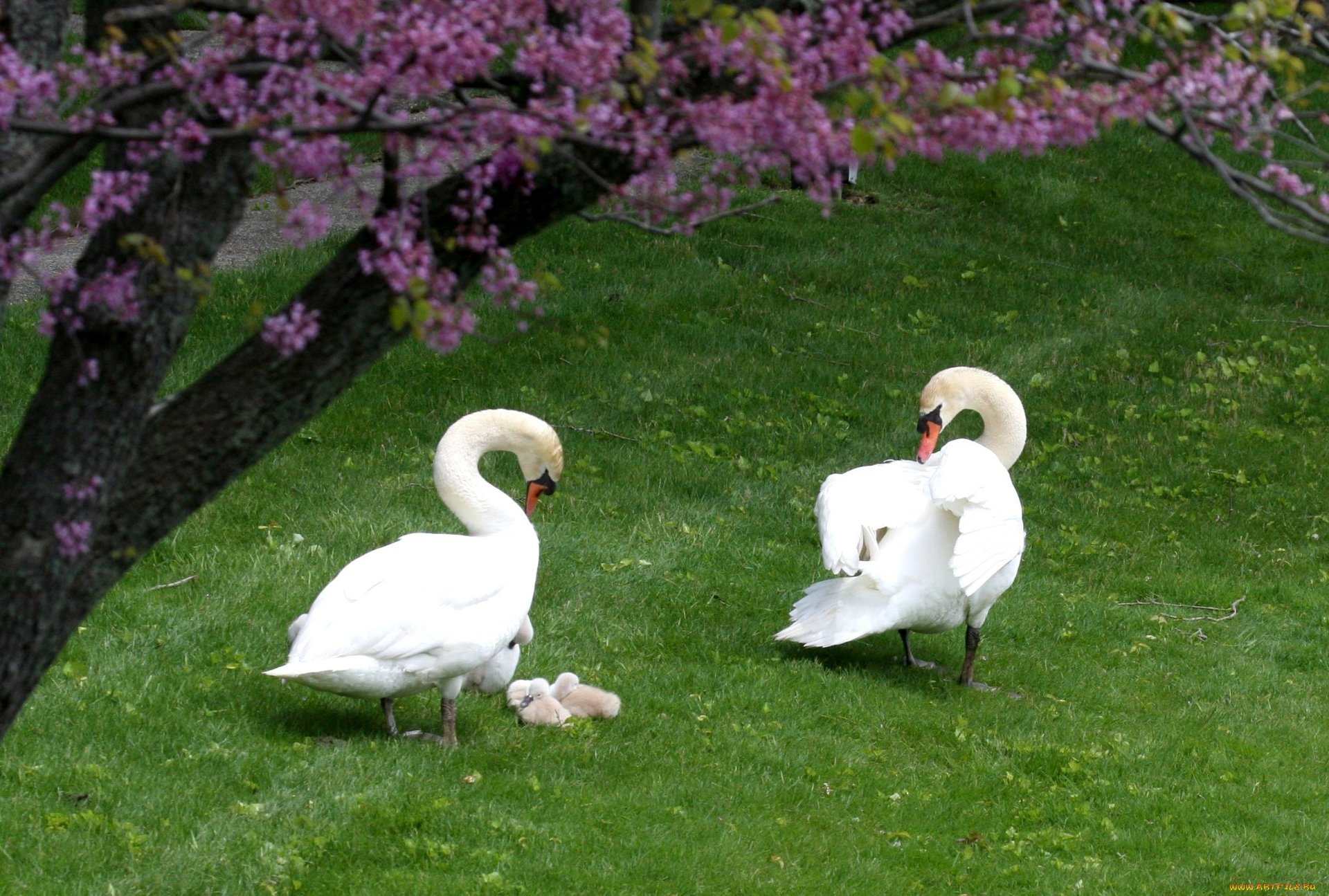 blanco campo hierba verde fondo patitos cisnes pareja