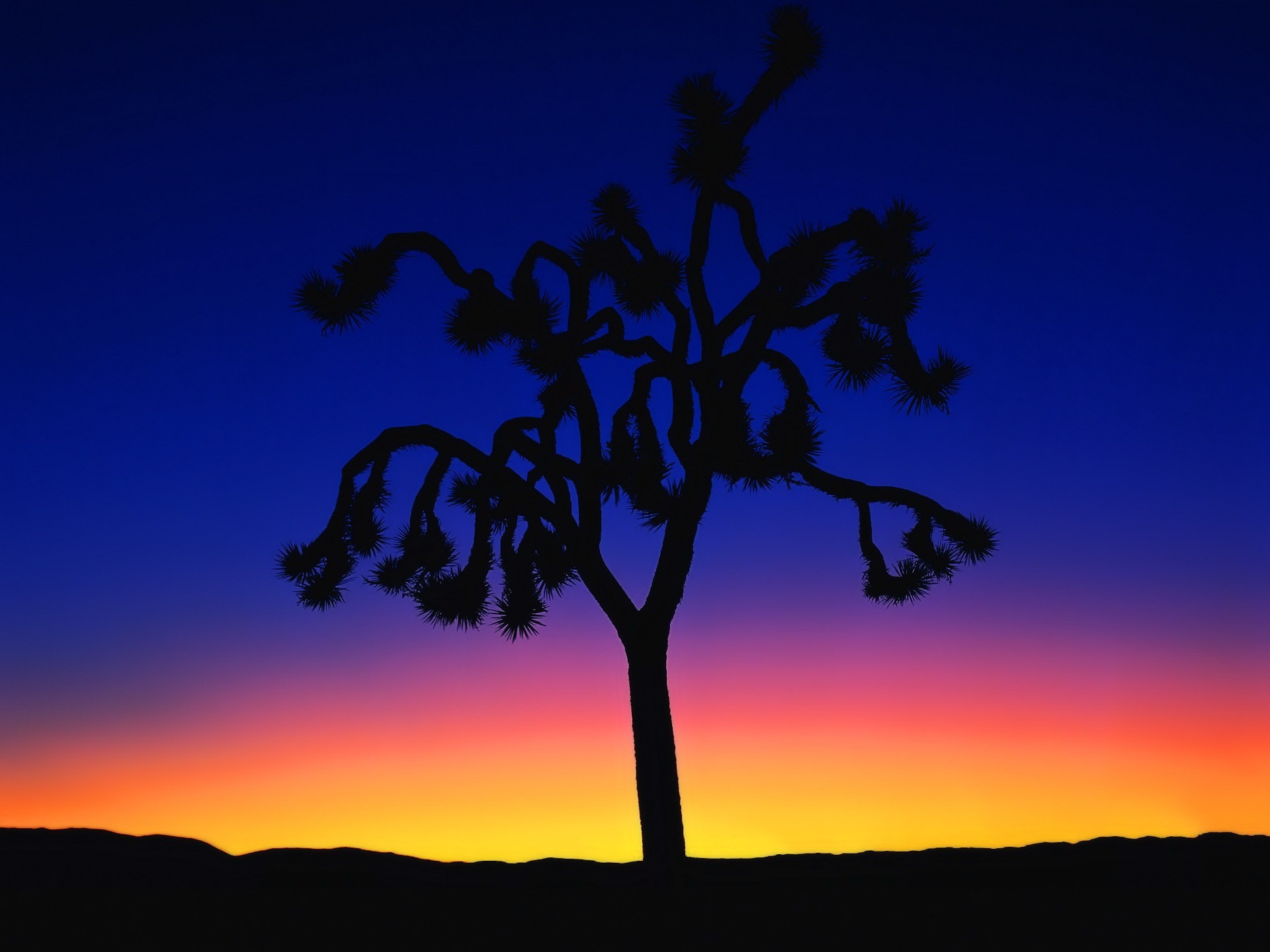 albero tramonto minimalismo