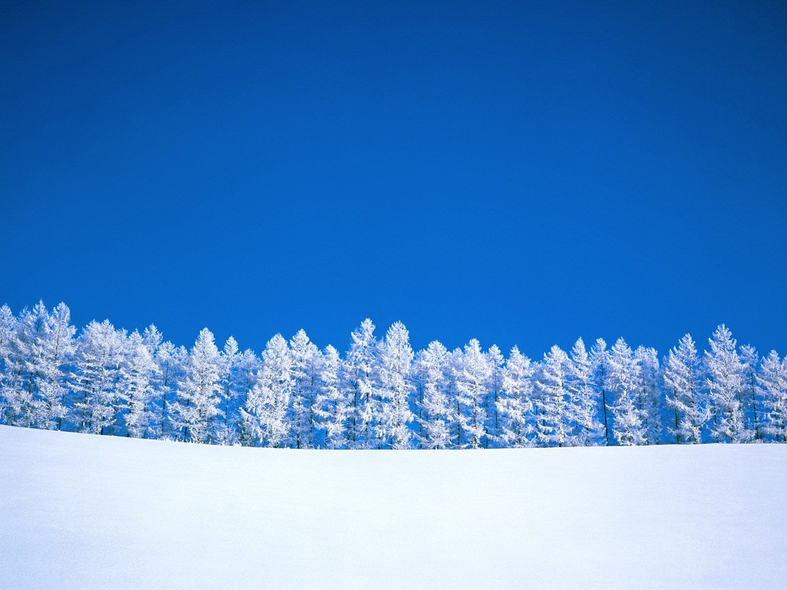 inverno alberi minimalismo