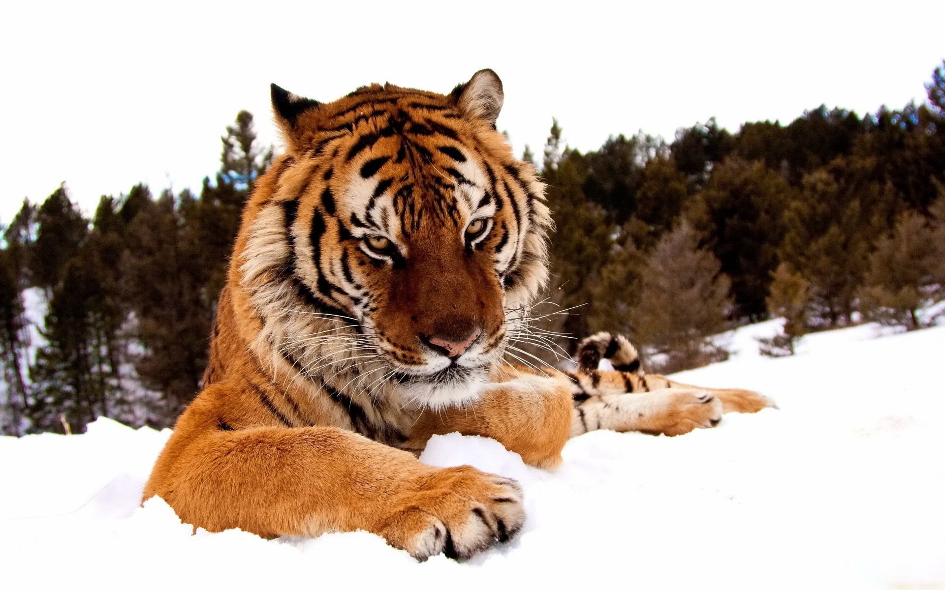 paws face serious look tiger snow winter forest