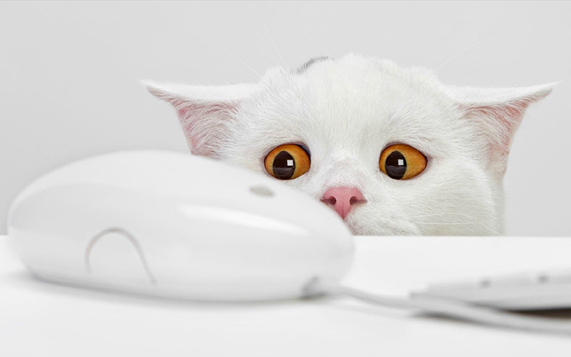 souris chat blanc yeux jaunes peur