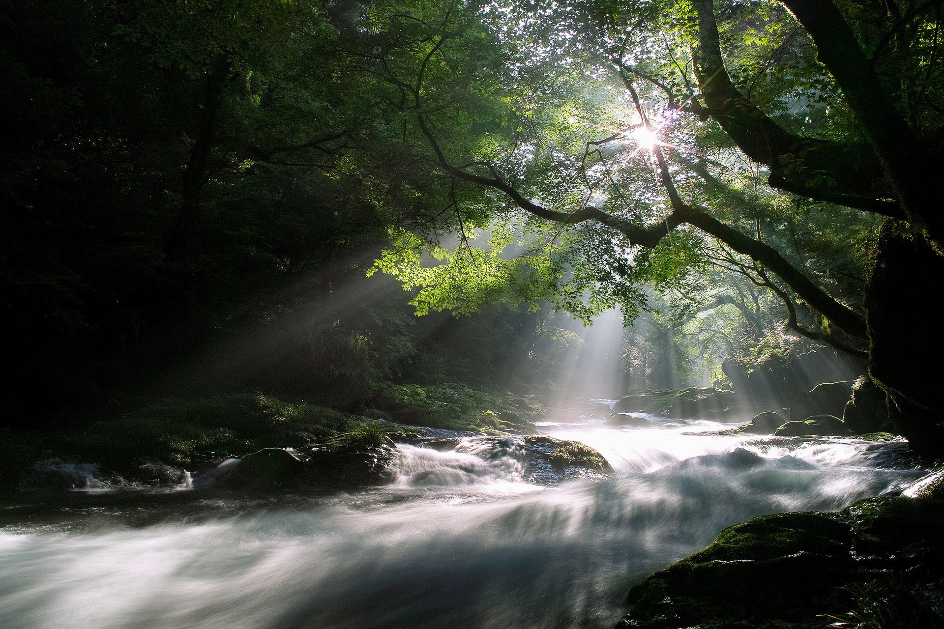 bäume morgen licht natur wald strahlen