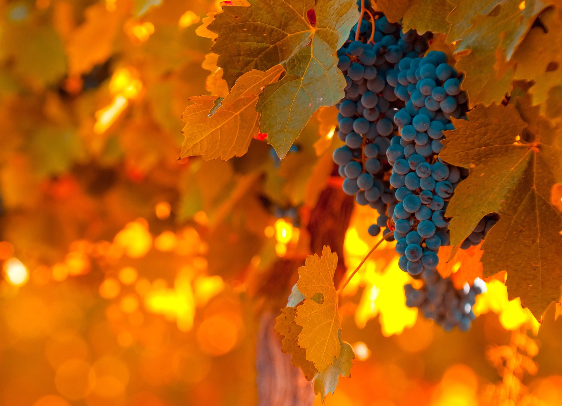 warm light foliage blue food grapes orange