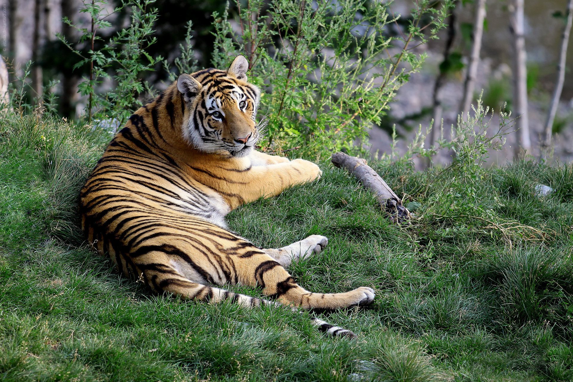 tiger schaut gras