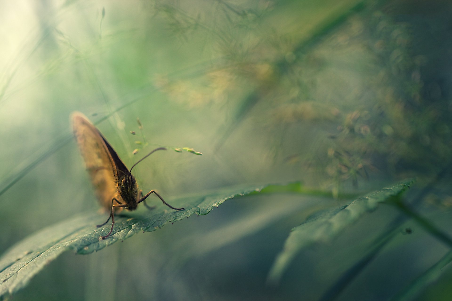 nature feuille papillon gros plan