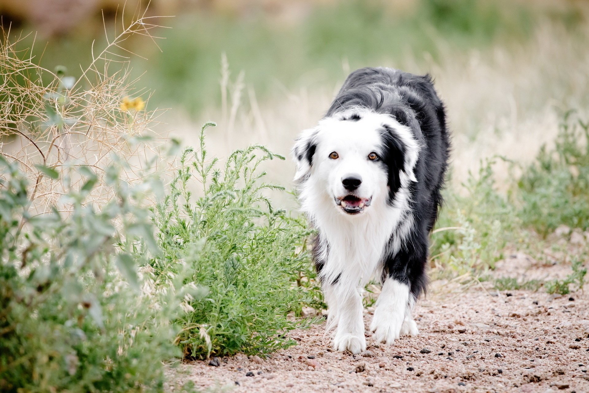 hund gras natur