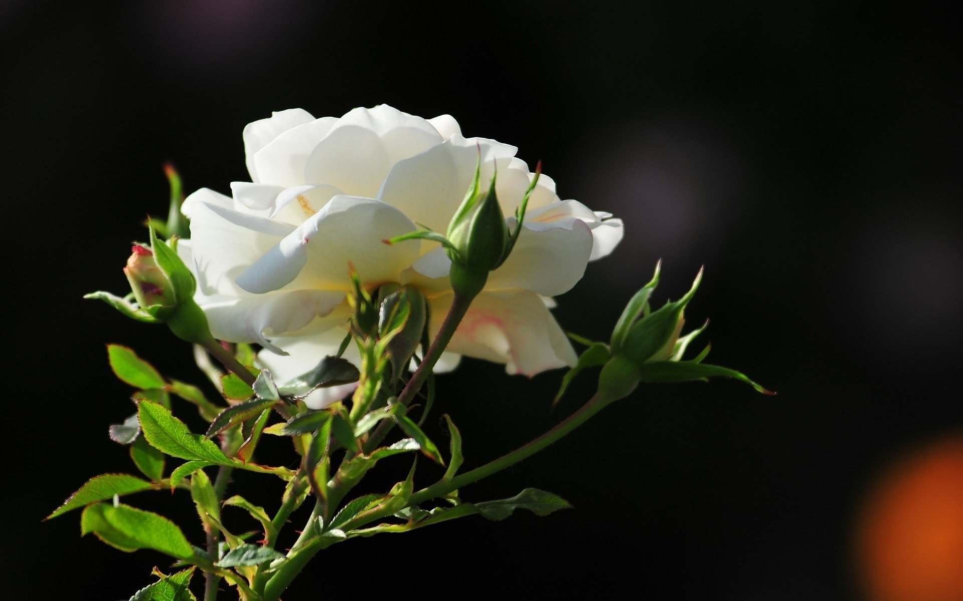 matin photo fleur rose