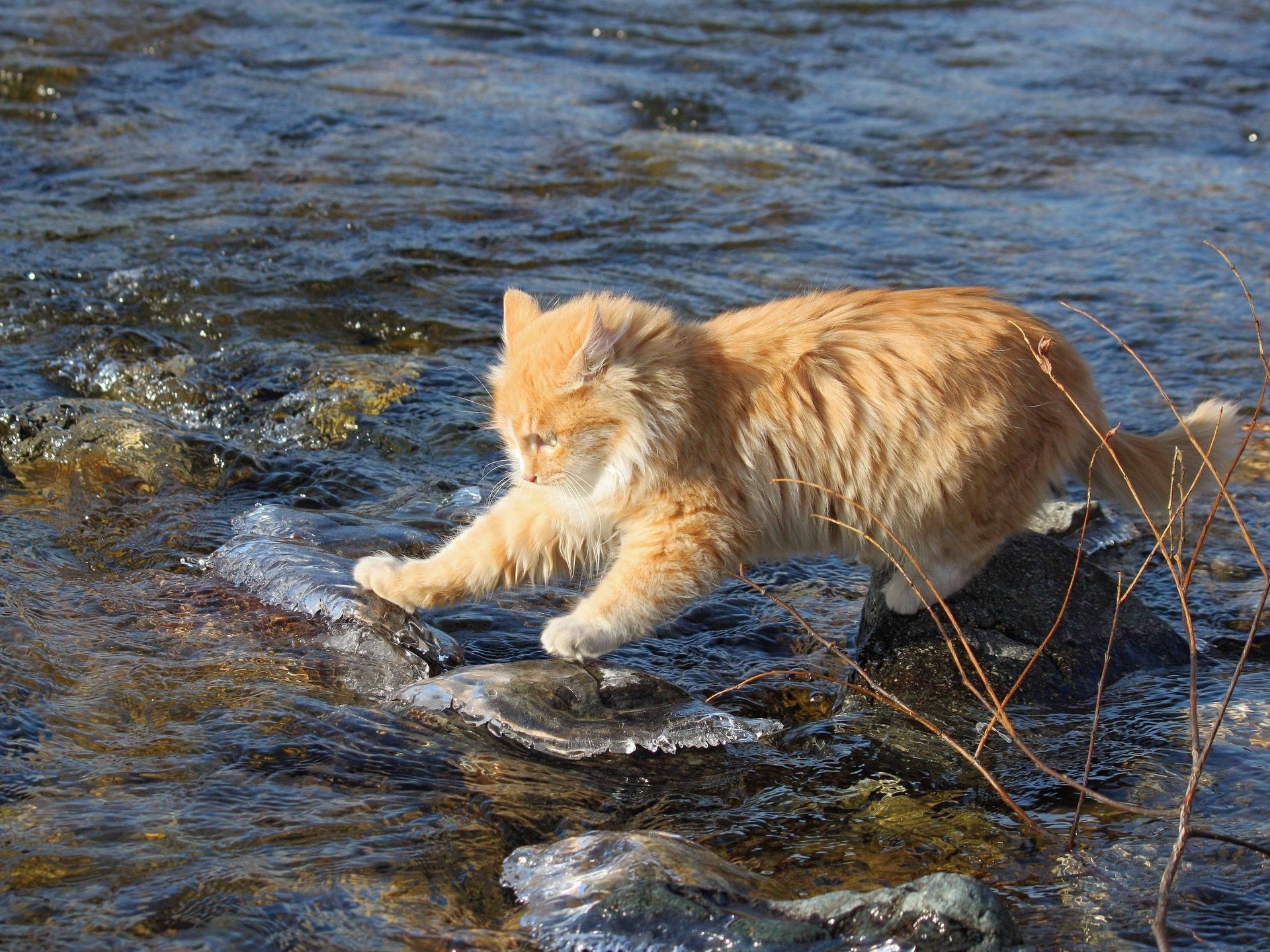 gato intrépido agua piedras explorador pelirroja